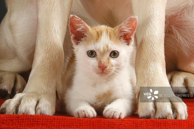 家猫幼崽在混血犬的爪子之间图片素材