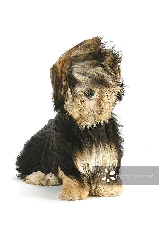 风中的哈瓦那犬图片素材