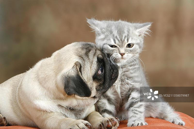 巴哥幼犬与家猫、小猫、鲭鱼图片素材