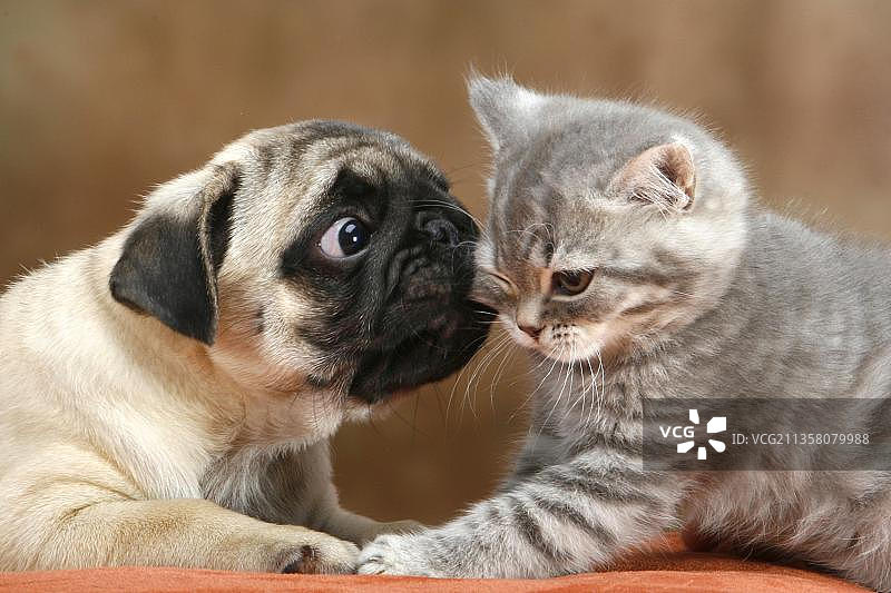 巴哥幼犬与家猫、小猫、鲭鱼图片素材