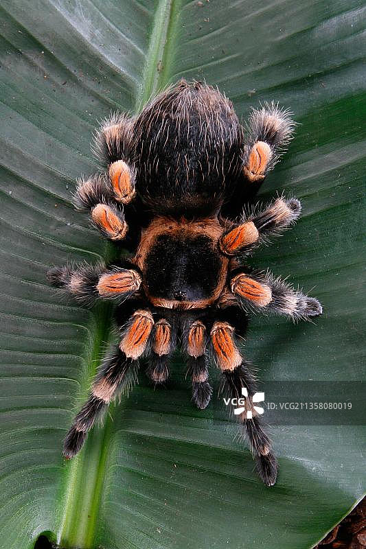 墨西哥红膝蜘蛛图片素材