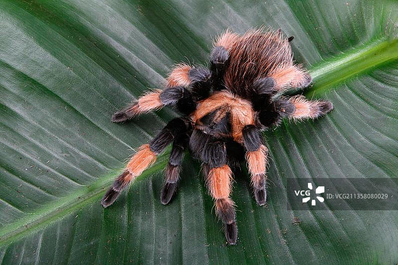 红腿蜘蛛，橙腿蜘蛛，红腿（Brachypelma emilia）蜘蛛，鸟蜘蛛图片素材