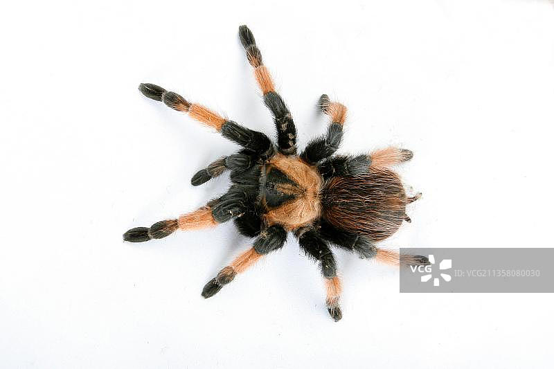 红腿蜘蛛，橙腿蜘蛛，红腿（Brachypelma emilia）蜘蛛，鸟蜘蛛图片素材