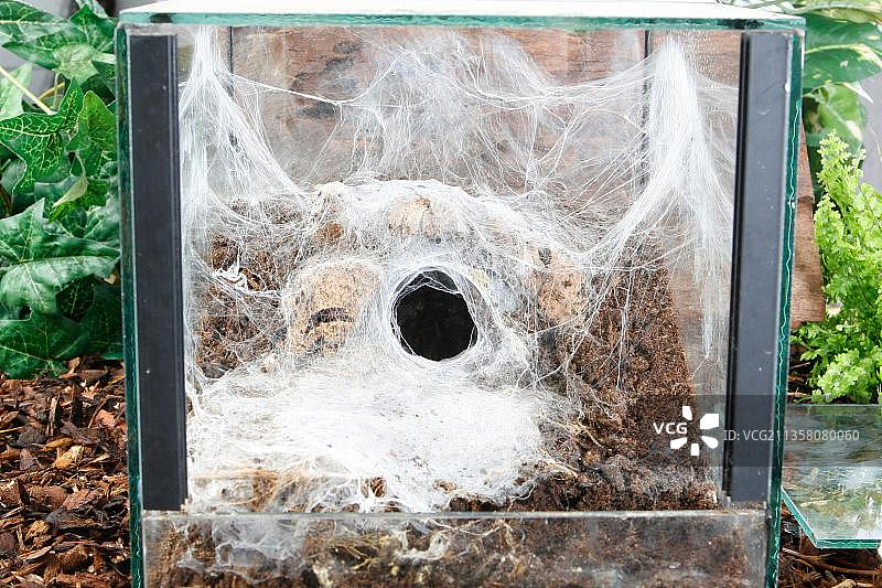 玻璃容器，狼蛛网，蜘蛛网图片素材