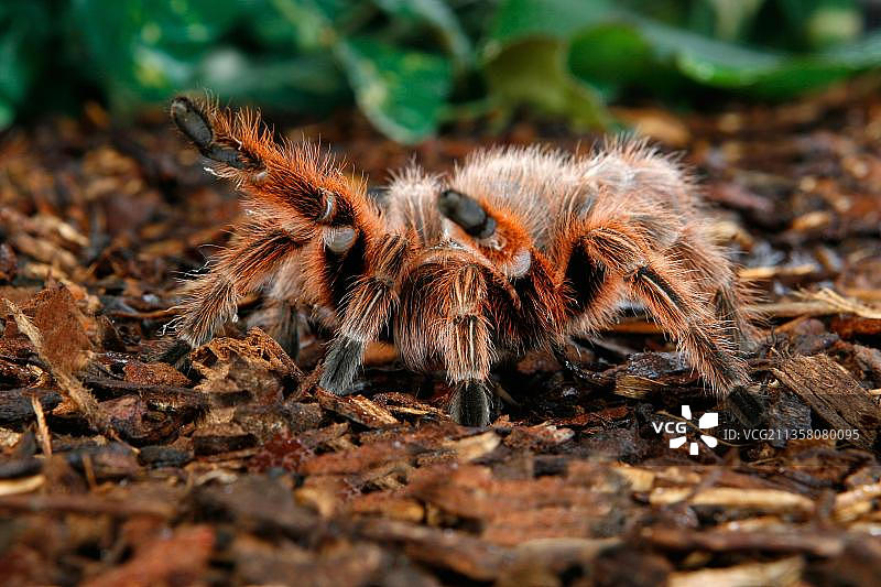 智利红玫瑰蜘蛛图片素材