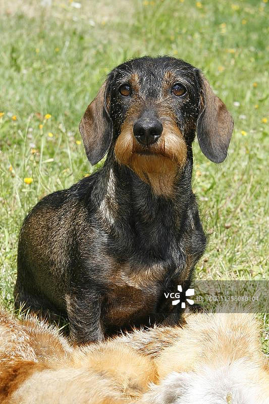 披着狐狸皮毛的刚毛腊肠犬图片素材