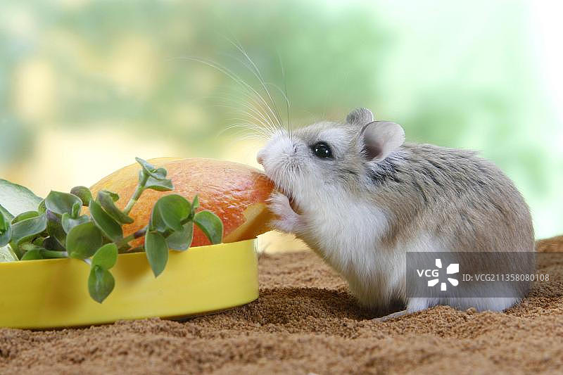 罗伯罗夫斯基仓鼠在喂食碗旁图片素材