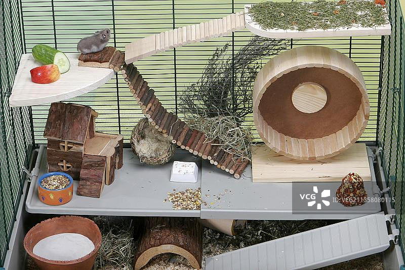 笼中的俄罗斯侏儒仓鼠图片素材