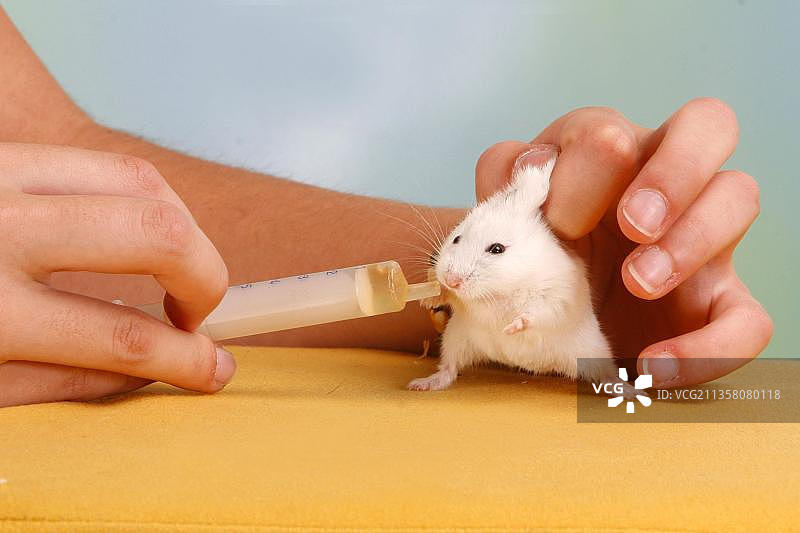 俄罗斯侏儒仓鼠喂药图片素材