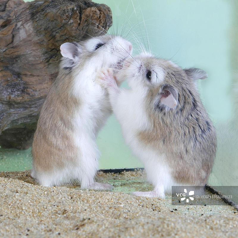 罗博夫斯基仓鼠一对图片素材