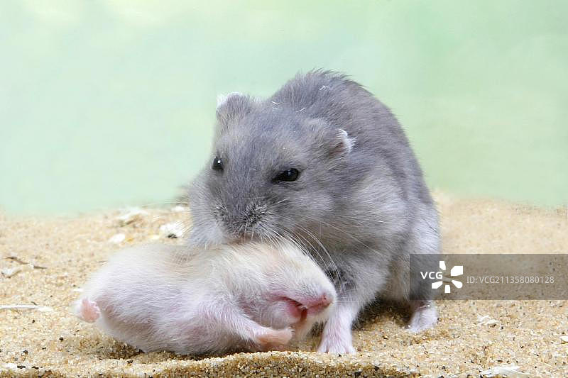 带有幼崽的俄罗斯小仓鼠（Phodopus sungorus）图片素材