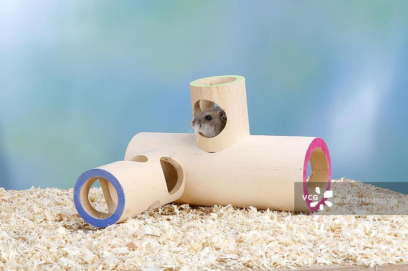 俄罗斯侏儒仓鼠玩具图片素材