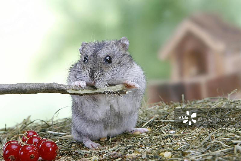 啃树枝的俄罗斯小仓鼠（Phodopus sungorus）图片素材