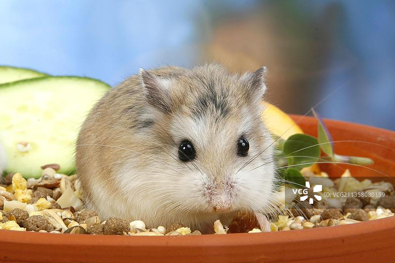 罗布罗夫斯基仓鼠在食碗中图片素材