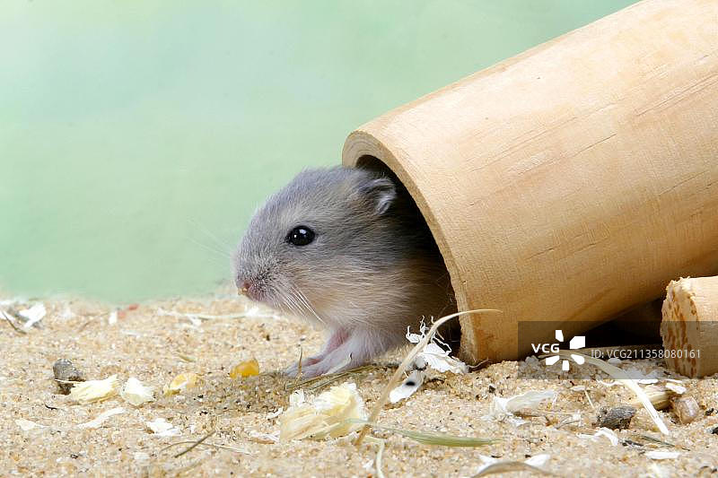 管子里的年轻俄罗斯侏儒仓鼠（Phodopus sungorus）图片素材