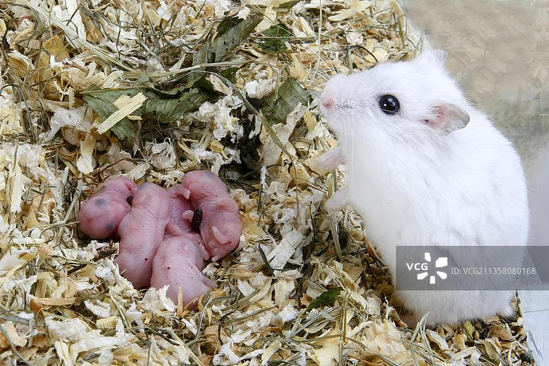 带幼崽的冬仓鼠（裸体）图片素材