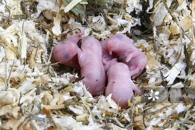 保加利亚仓鼠(Phodopus sungorus)，幼鼠在巢中，赤身图片素材