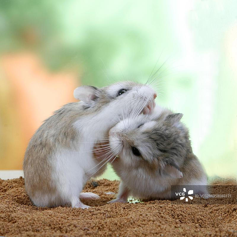 罗博夫斯基仓鼠一对图片素材