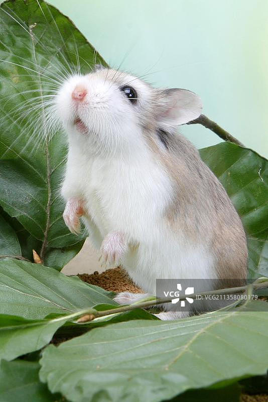罗博夫斯基侏儒仓鼠图片素材