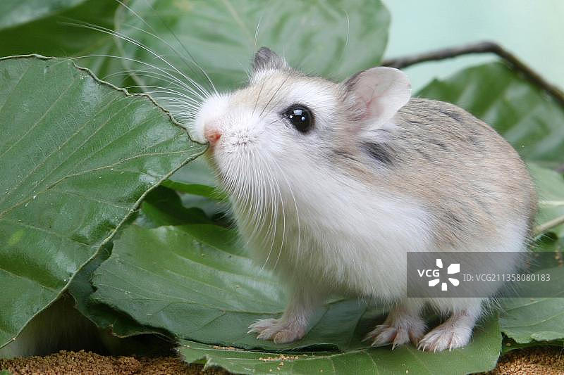 罗博夫斯基侏儒仓鼠图片素材