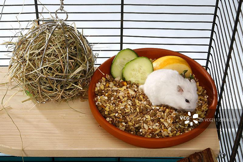 笼子里的俄罗斯侏儒仓鼠图片素材