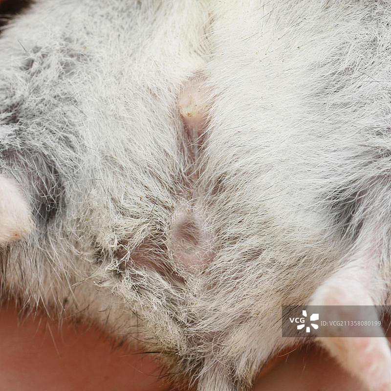 雄性冬仓鼠生殖器（Phodopus sungorus）图片素材