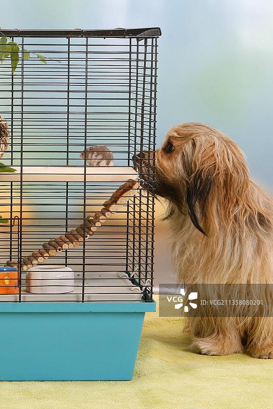 哈瓦那犬观察笼中的小仓鼠图片素材