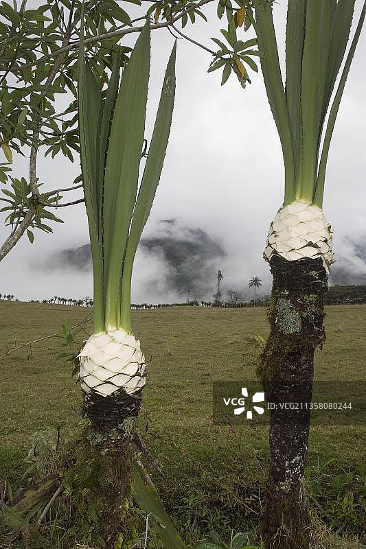 收获后的剑麻（Agave sisalana），厄瓜多尔因巴布拉省图片素材