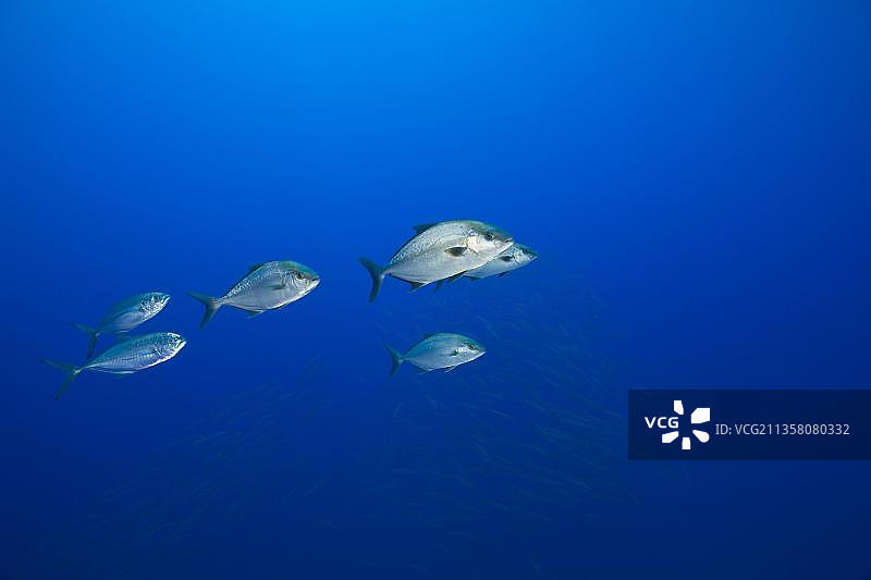 条纹鰤鱼，亚速尔群岛，葡萄牙，欧洲图片素材