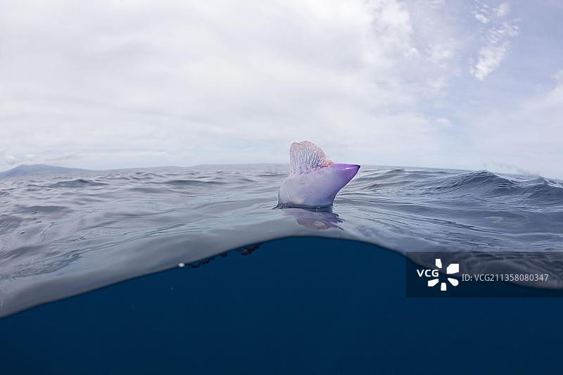 僧帽水母，亚速尔群岛，葡萄牙，欧洲图片素材