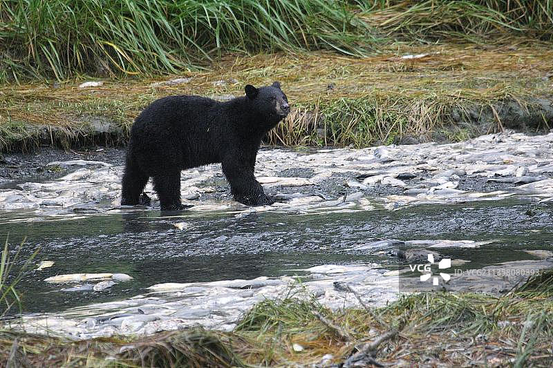 美国黑熊与死亡的鲑鱼，阿拉斯加图片素材