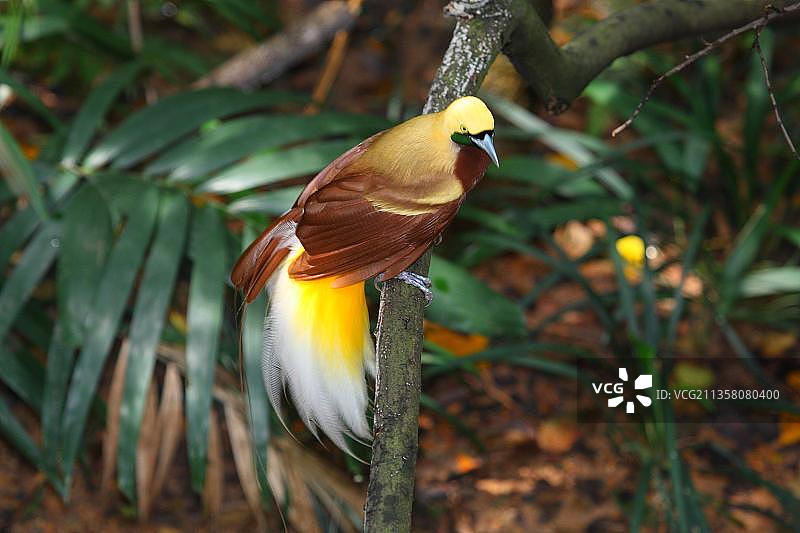 小天堂鸟（小极乐鸟），雄性图片素材