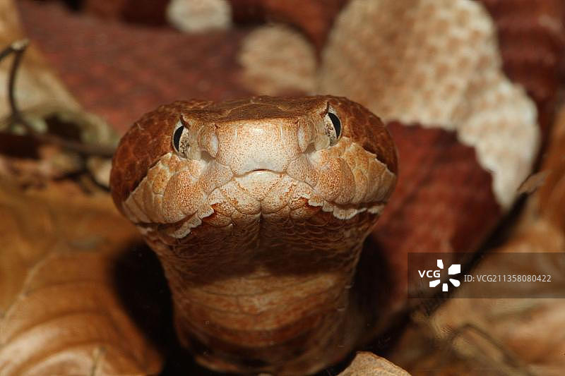 铜头蝮图片素材