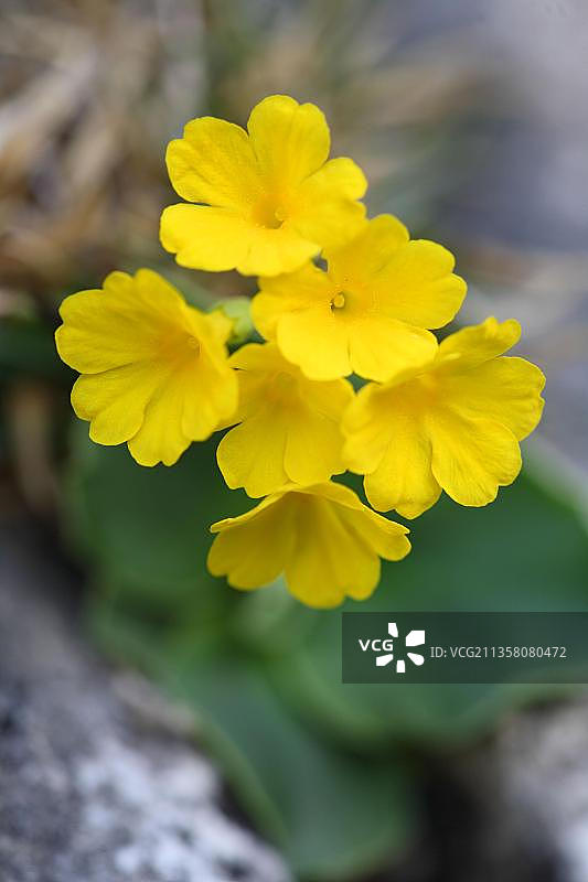 阿尔卑斯报春图片素材