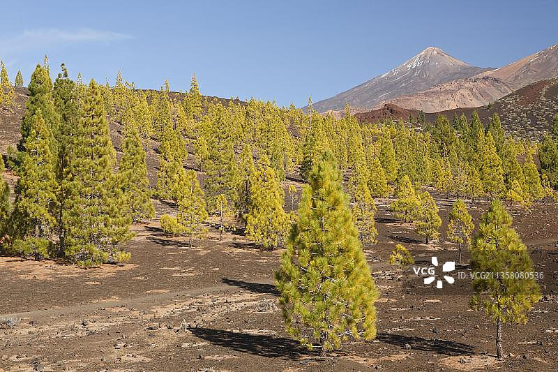 西班牙加那利群岛泰德国家公园的加那利松树图片素材