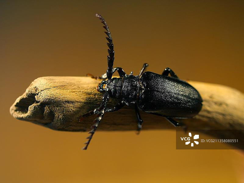 锯架，鞣革甲虫图片素材