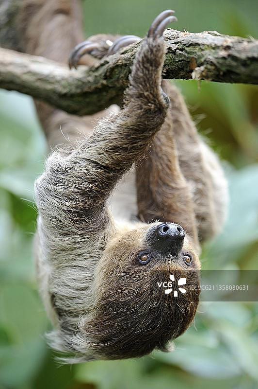 二趾树懒图片素材