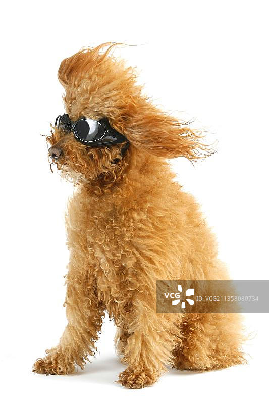 红色玩具贵宾犬，飞行员眼镜图片素材