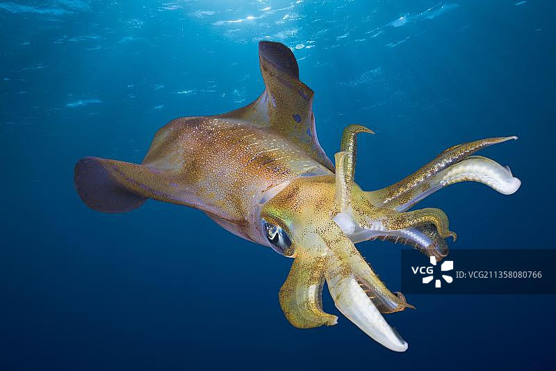 埃及红海代达罗斯礁的乌贼(Sepioteuthis lessoniana)图片素材