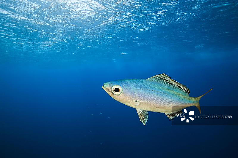 月斑笛鲷，红海代达罗斯礁图片素材