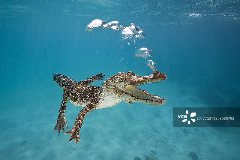 澳洲昆士兰大堡礁的幼年咸水鳄图片素材