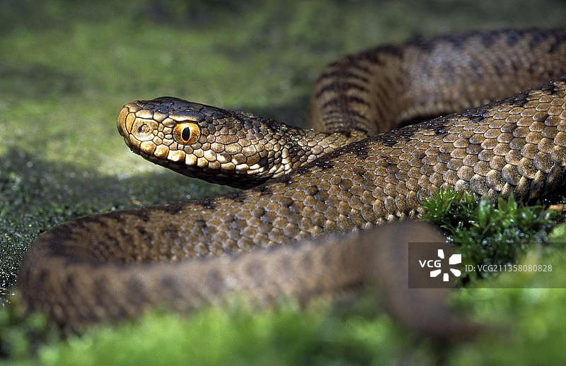 欧洲普通蝰蛇，比利时，欧洲图片素材