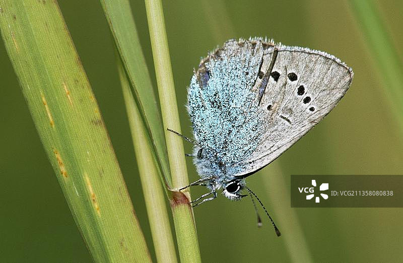 蓝灰蝶（Glaucopsyche alexis），法国，侧面，欧洲图片素材