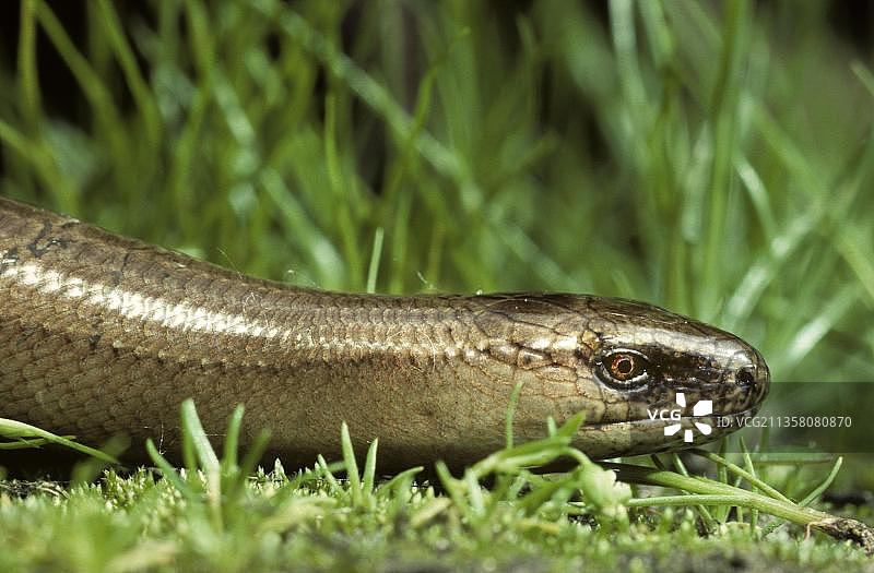 欧蛇侧面图，比利时，欧洲图片素材