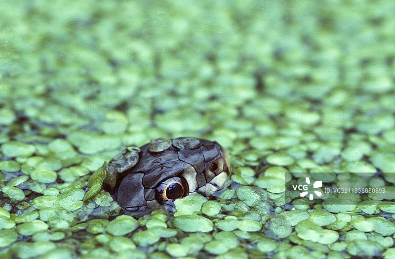欧洲比利时的草游蛇图片素材