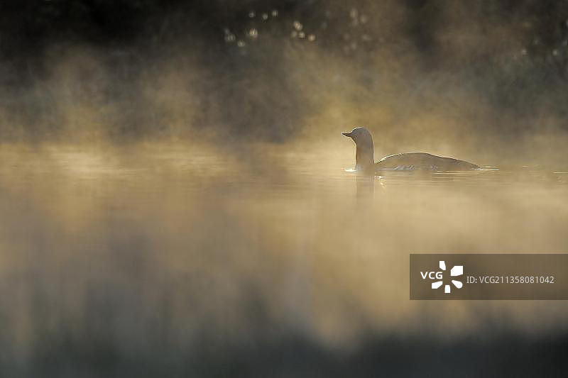 红喉潜鸟，瑞典，欧洲图片素材