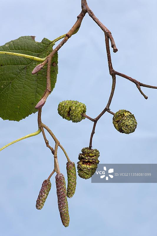 欧洲比利时的黑桤木（欧洲赤杨）图片素材