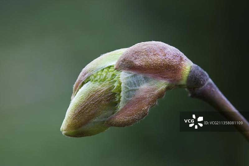 菩提树的蓓蕾，比利时图片素材