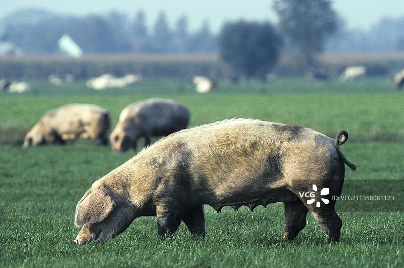 自由放养的家猪，比利时，欧洲图片素材