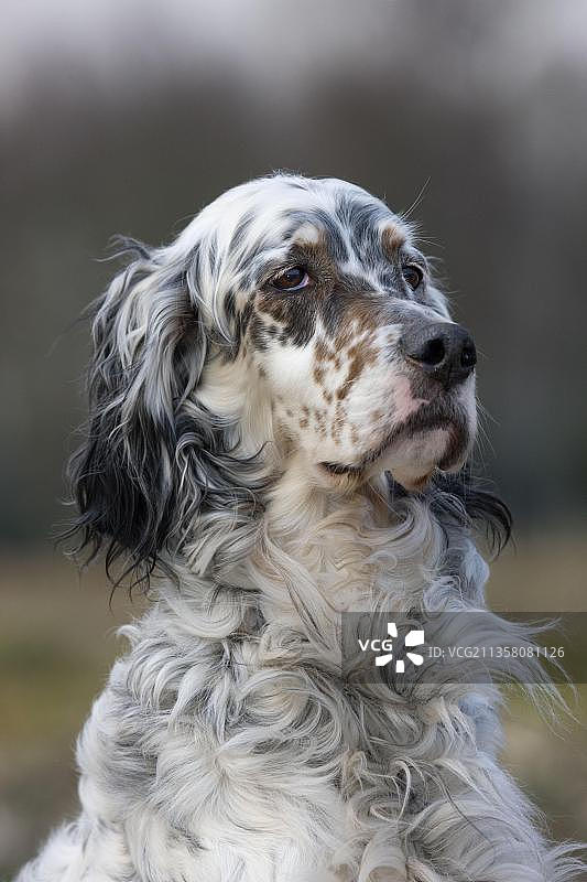 英国雪达犬图片素材